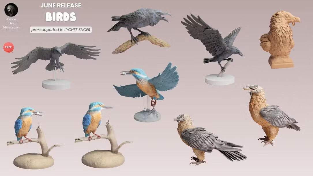 2026/06 - Birds
