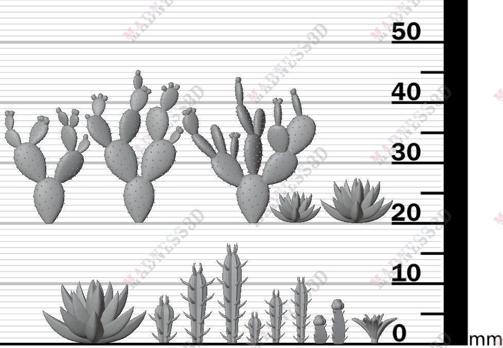 Desert Plants - Group 1