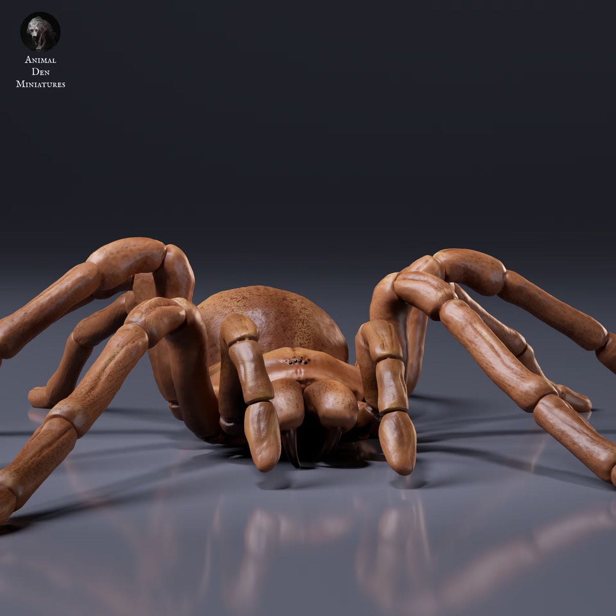Goliath Birdeater 1:2