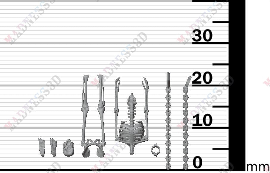 Human Skeleton - Group 5