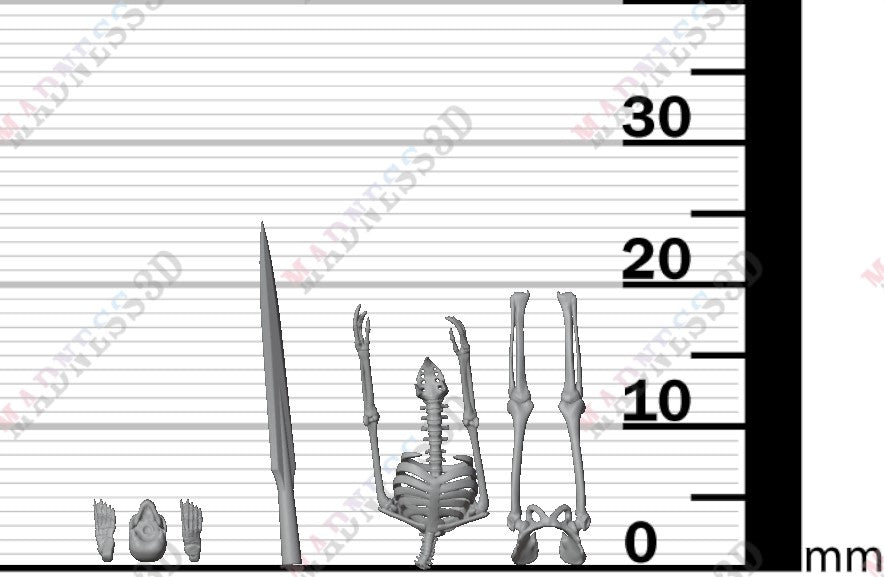 Human Skeleton - Group 5