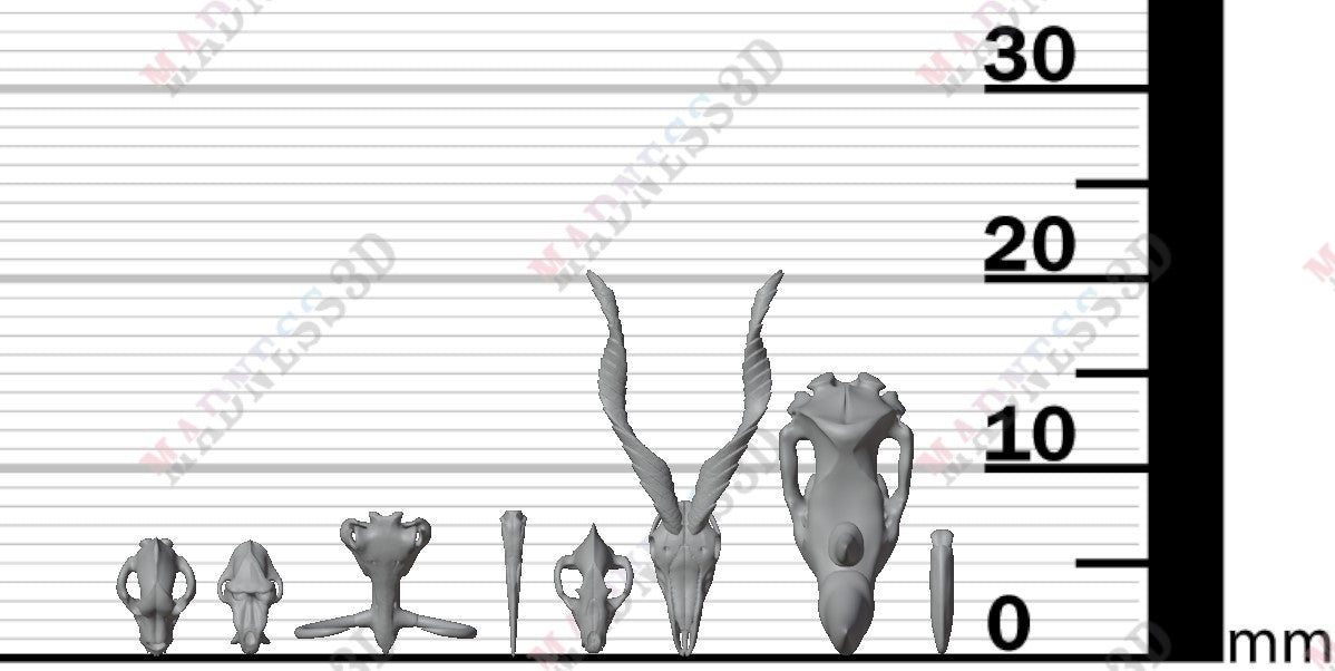 Animal Skulls - Group 1