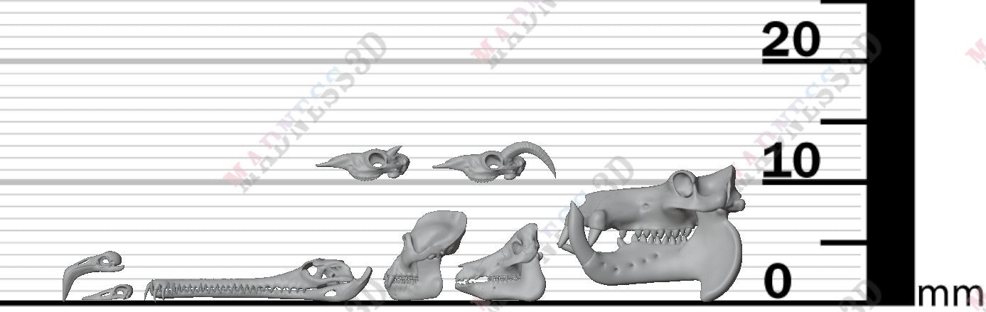 Animal Skulls - Group 4