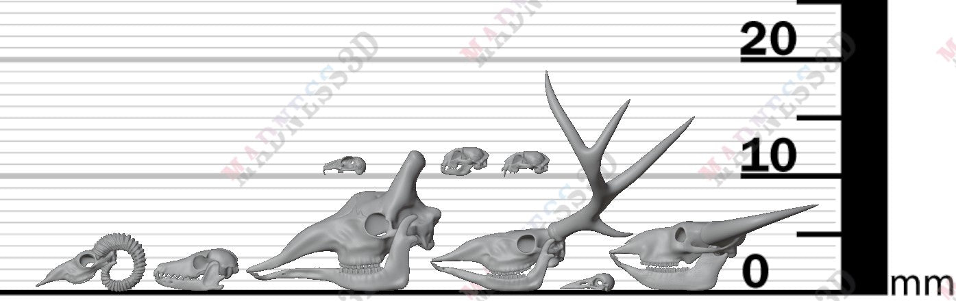 Animal Skulls - Group 5