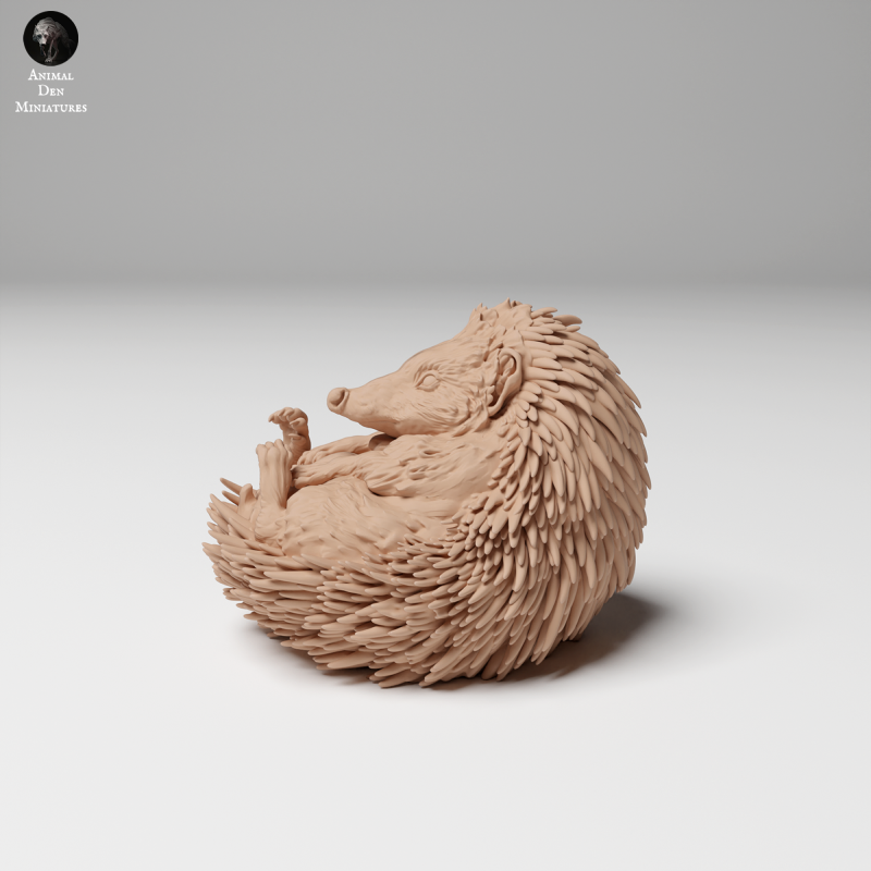 European Hedgehog
