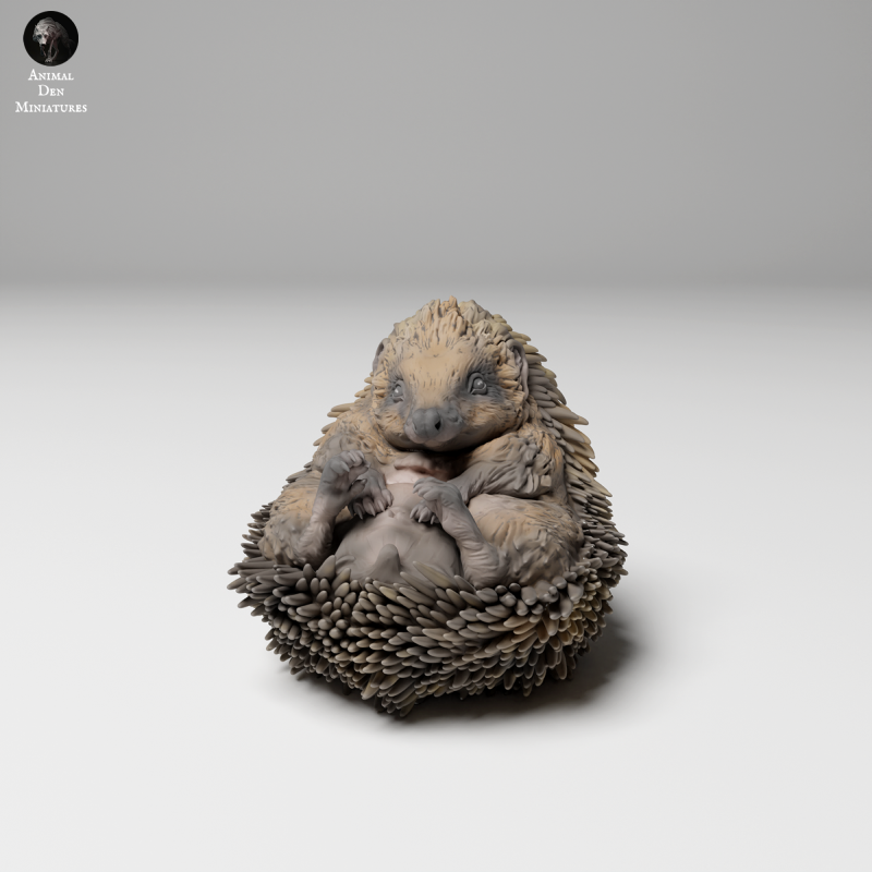 European Hedgehog