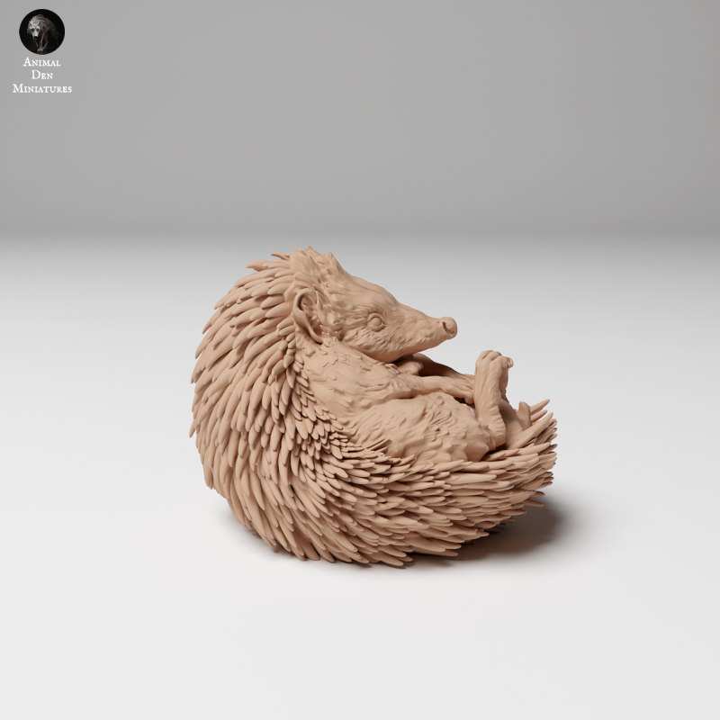 European Hedgehog