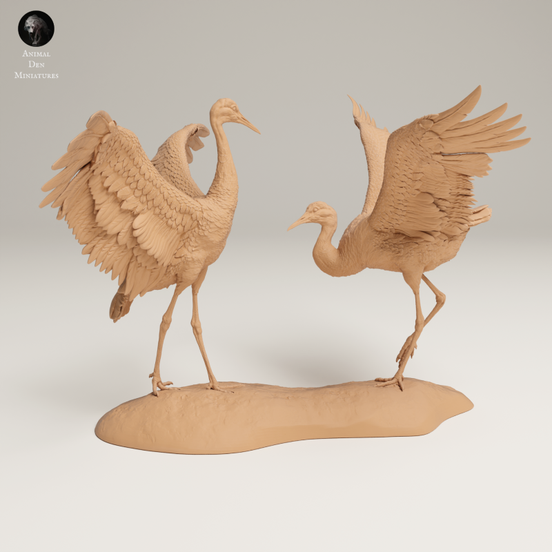 Greater Sandhill Crane Dance 1-24