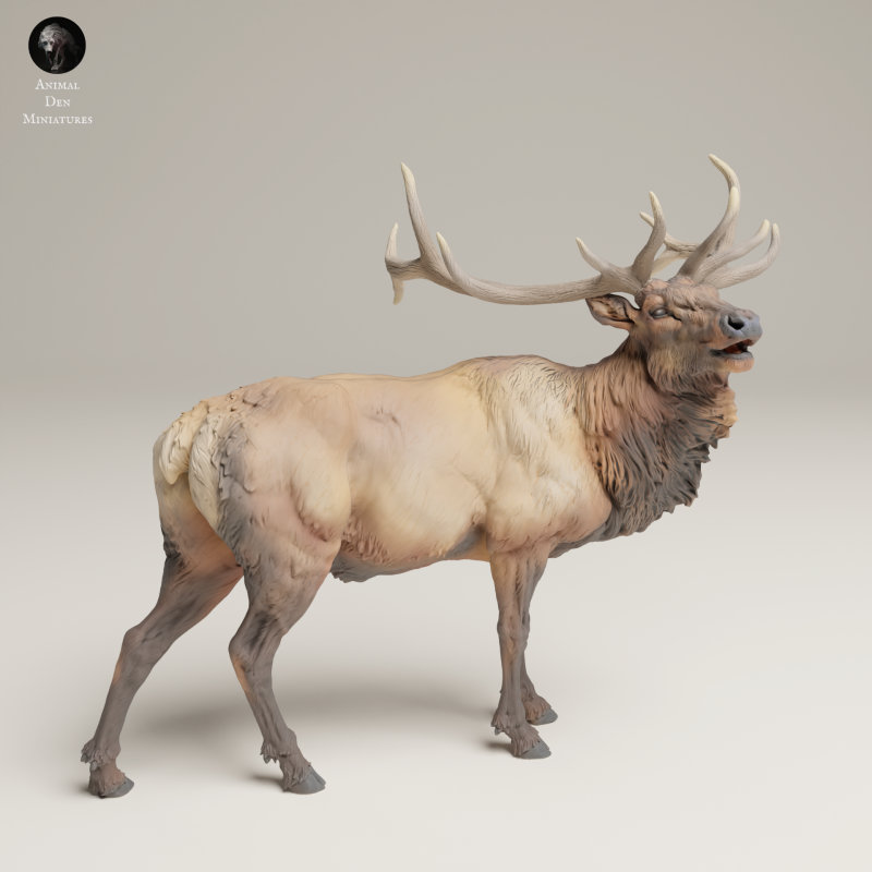 Rocky Mountain Elk - Bugle - 1-24