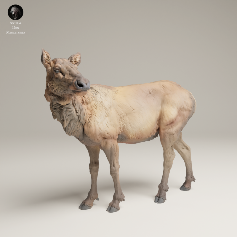 Rocky Mountain Elk - Cow - 1-24