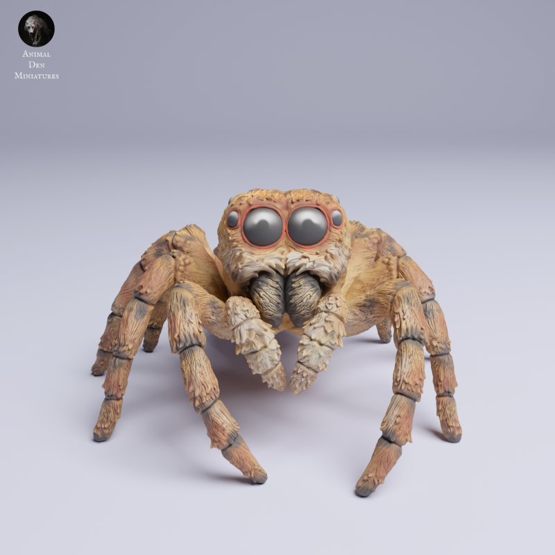 Jumping Spider