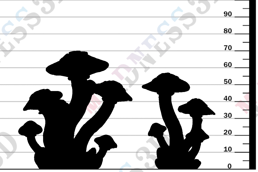 Fungal Clusters