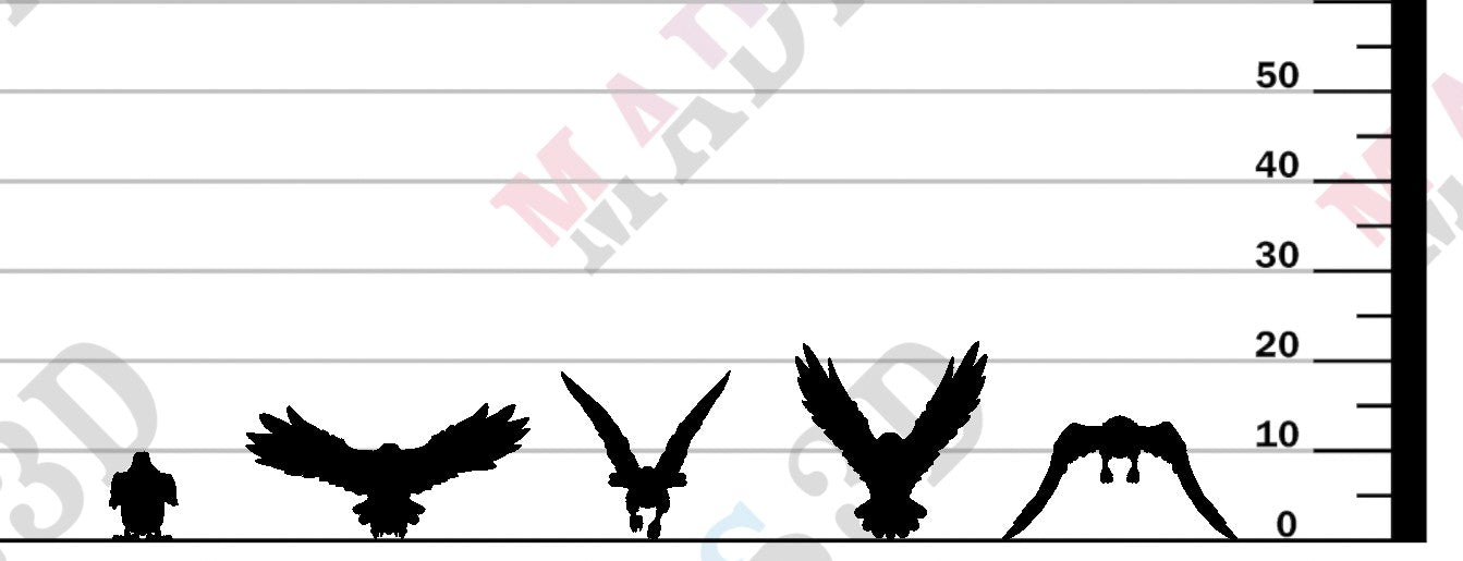 Crows Set