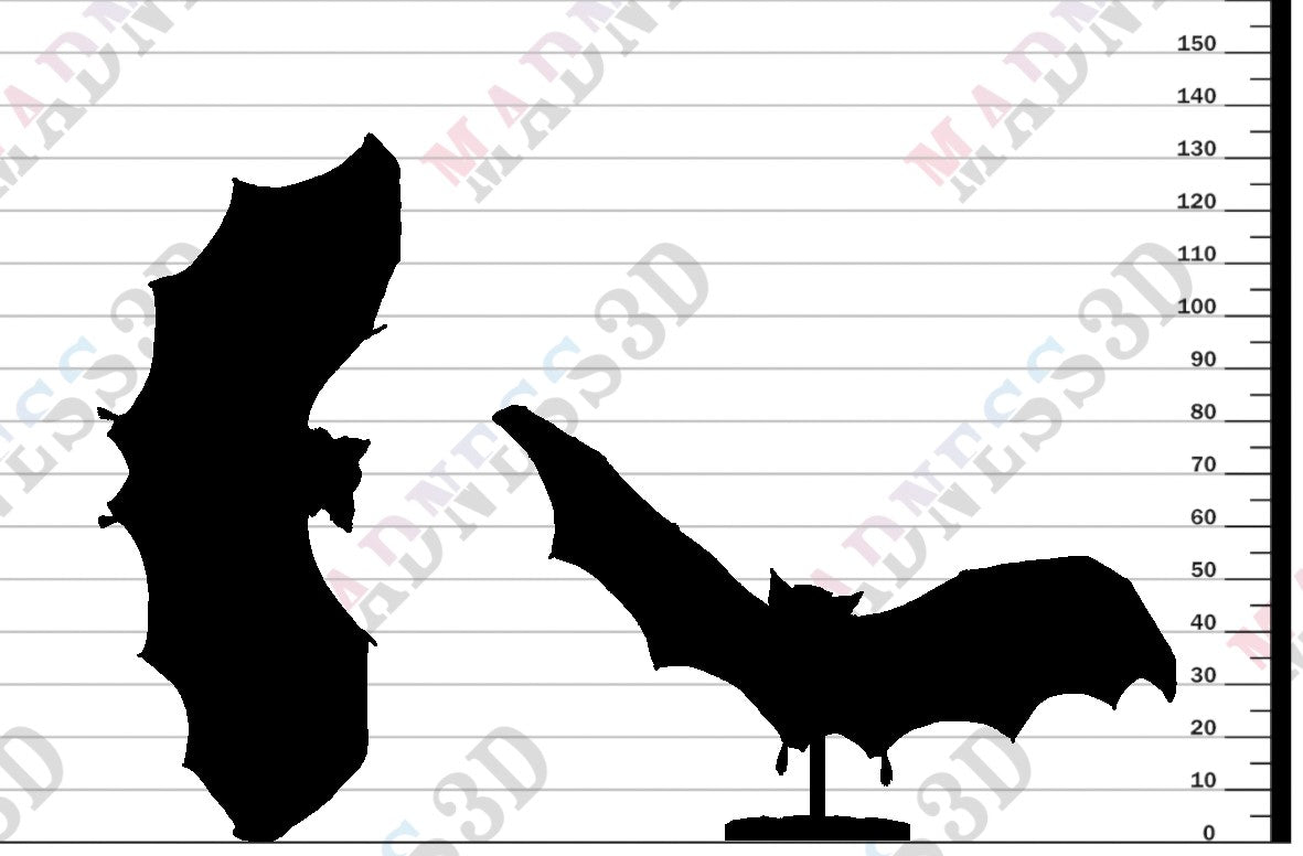 Kitti's Hog-Nosed Bat - Fly