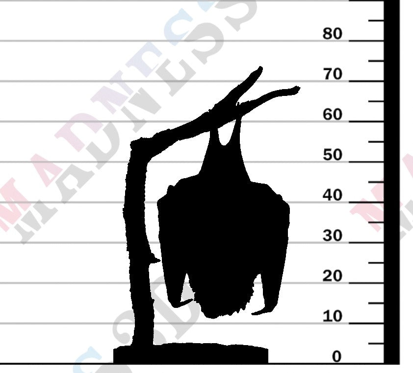 Kitti's Hog-Nosed Bat