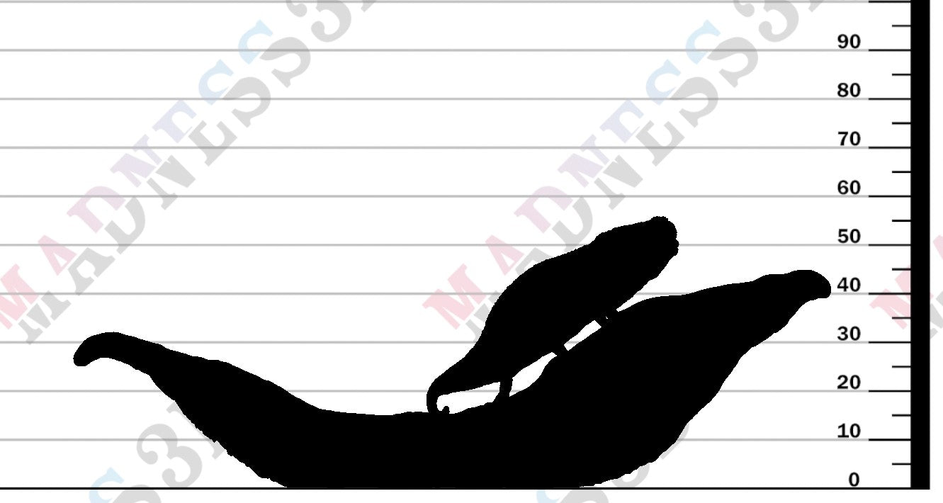 Nosy Hara Leaf Chameleon