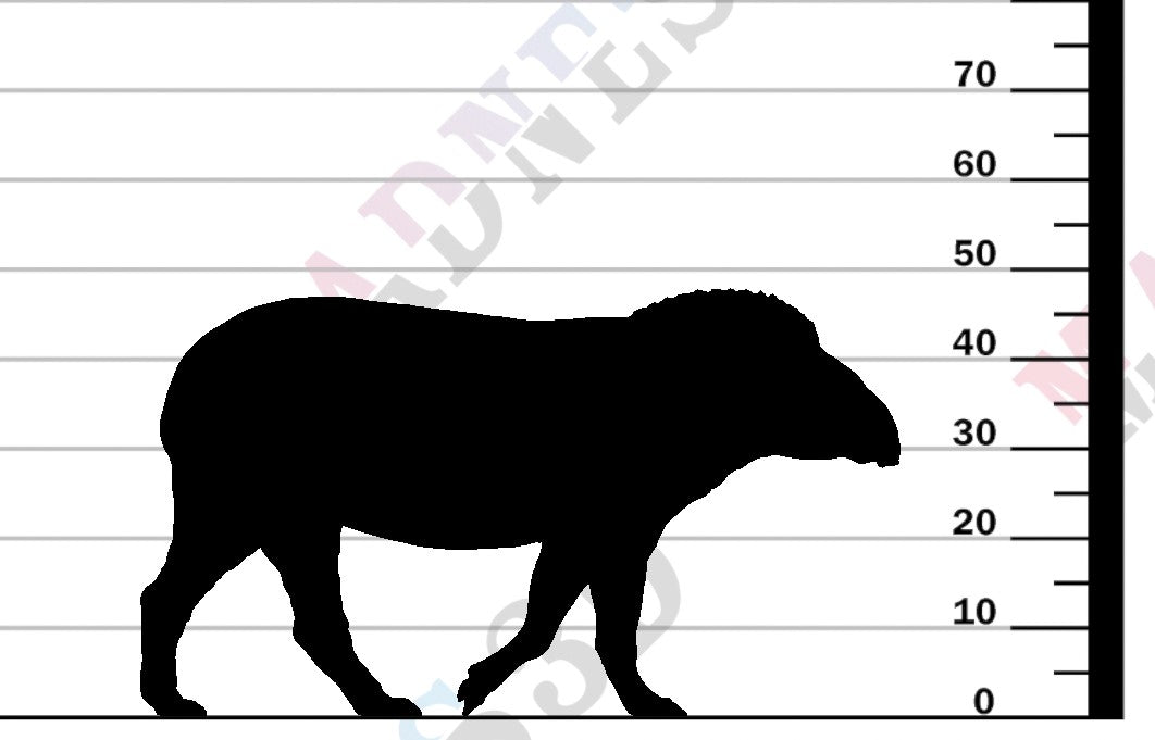 Brazilian Tapir