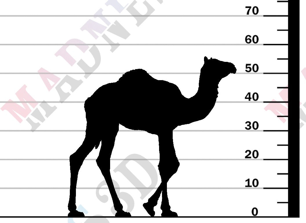 Dromedary Camel Calf