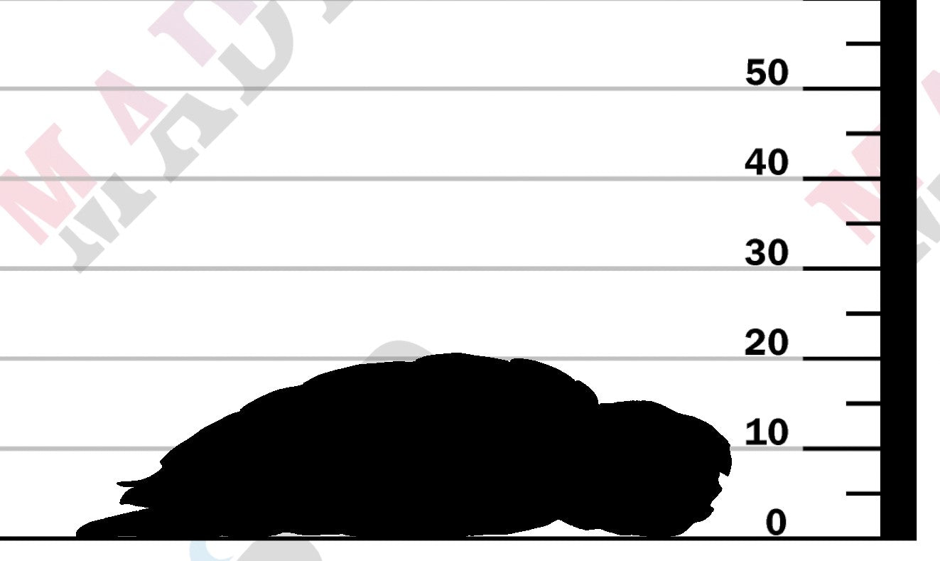 Hawksbill Sea Turtle