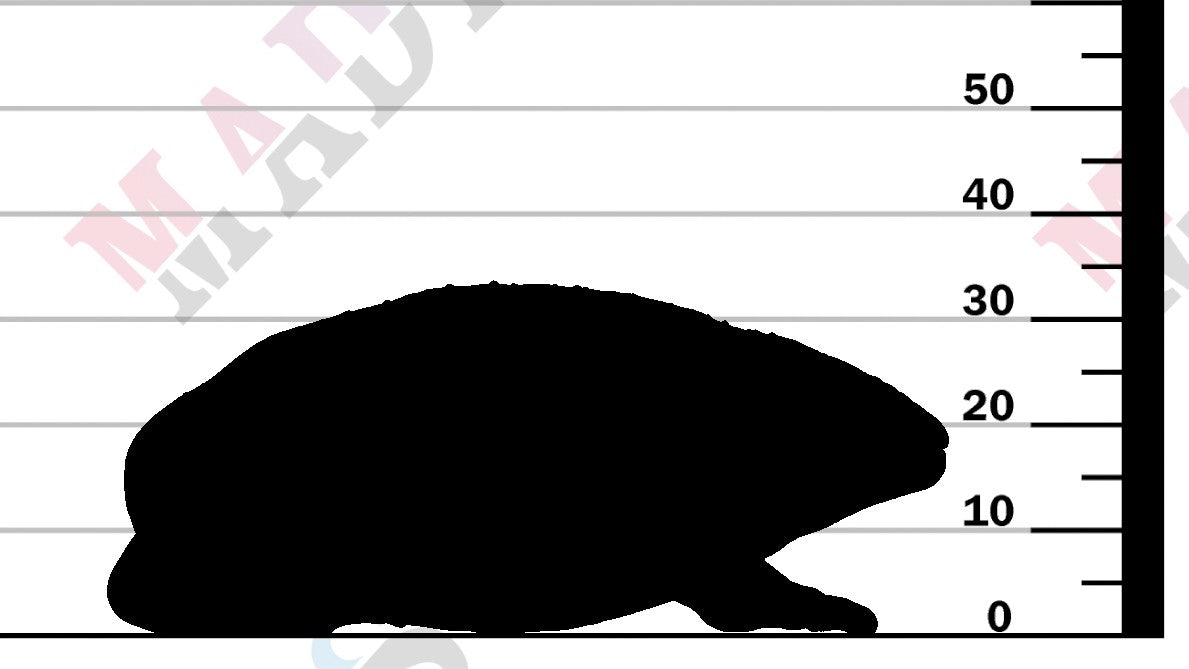 Mexican Burrowing Toad