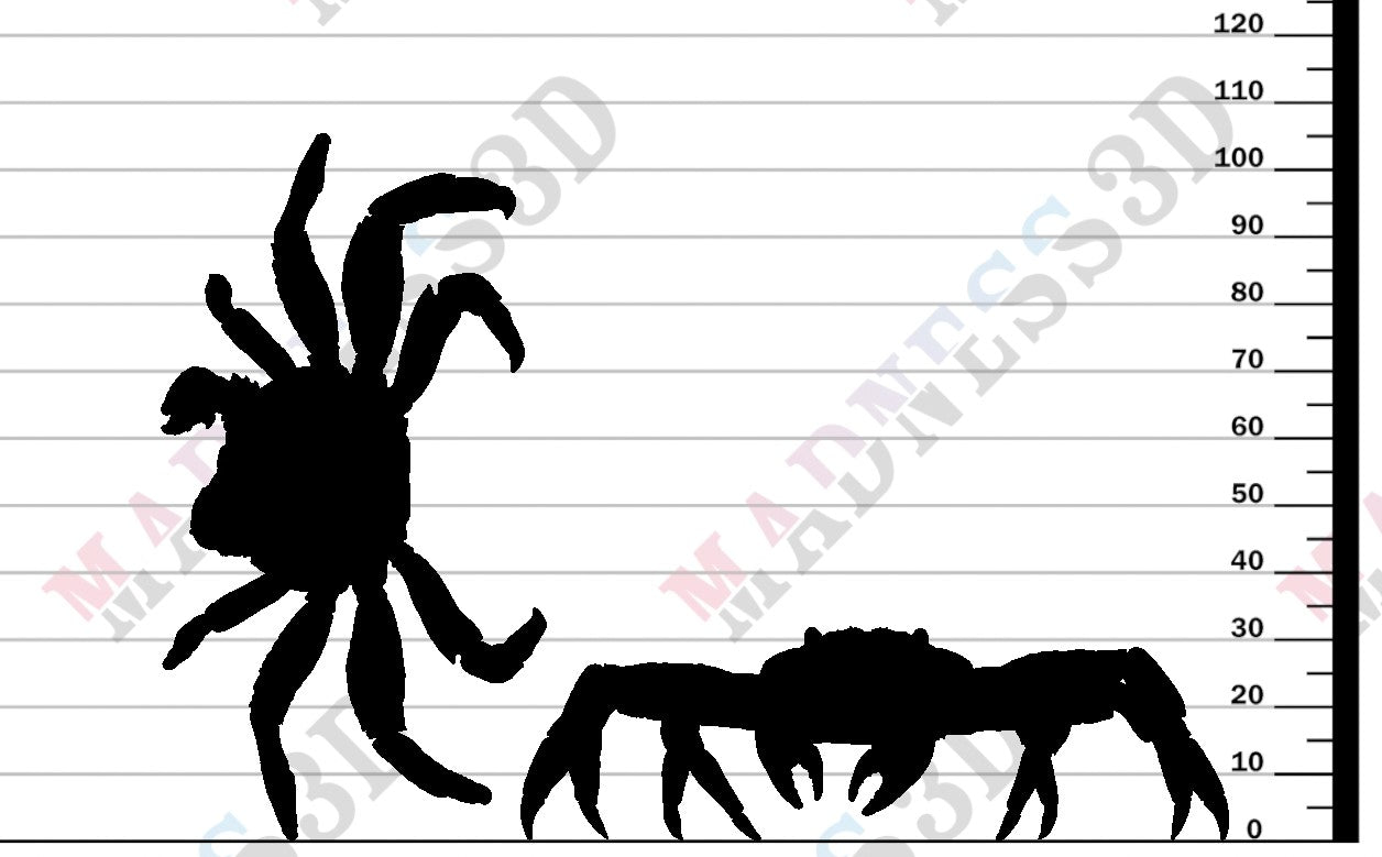 Sally Lightfoot Crab