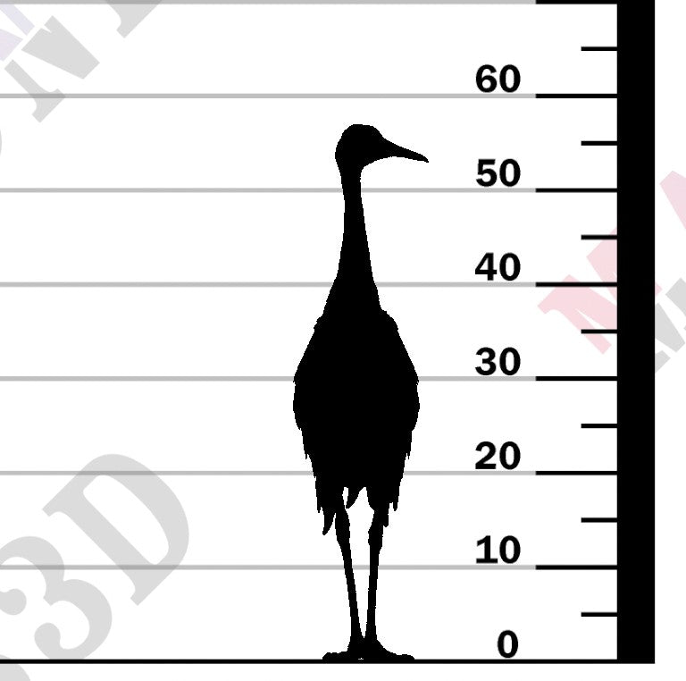 Greater Sandhill Crane 1-24