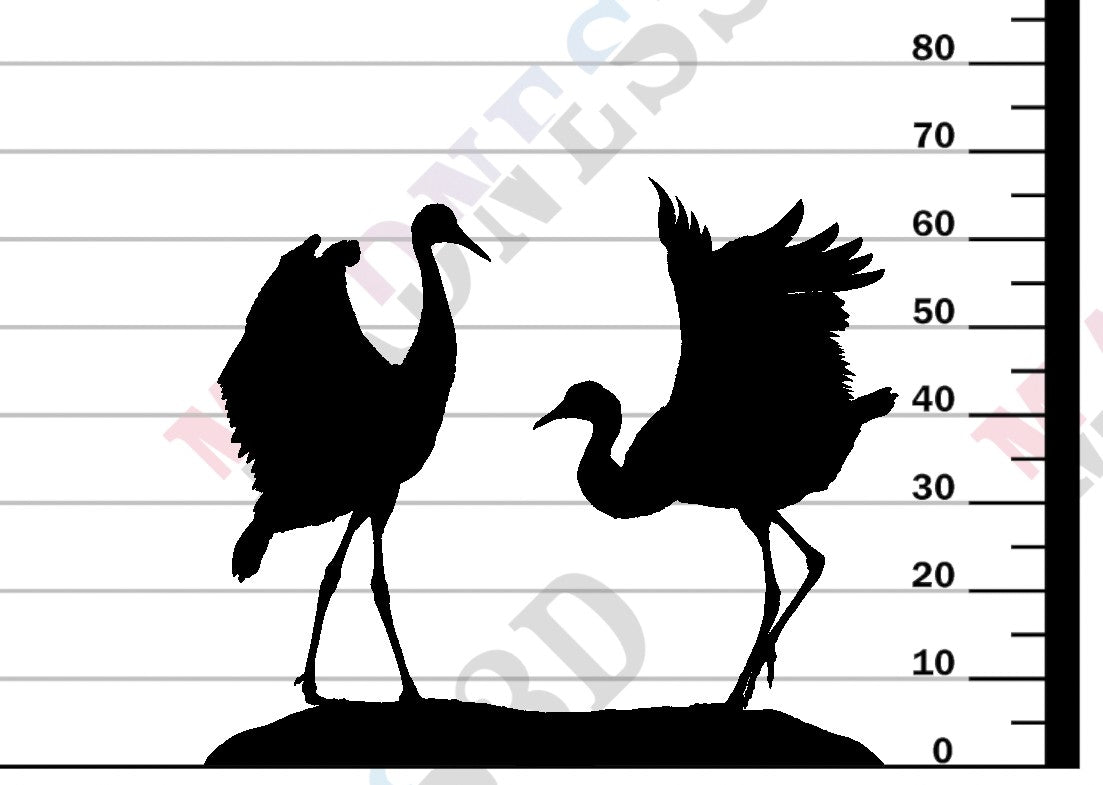 Greater Sandhill Crane Dance 1-24