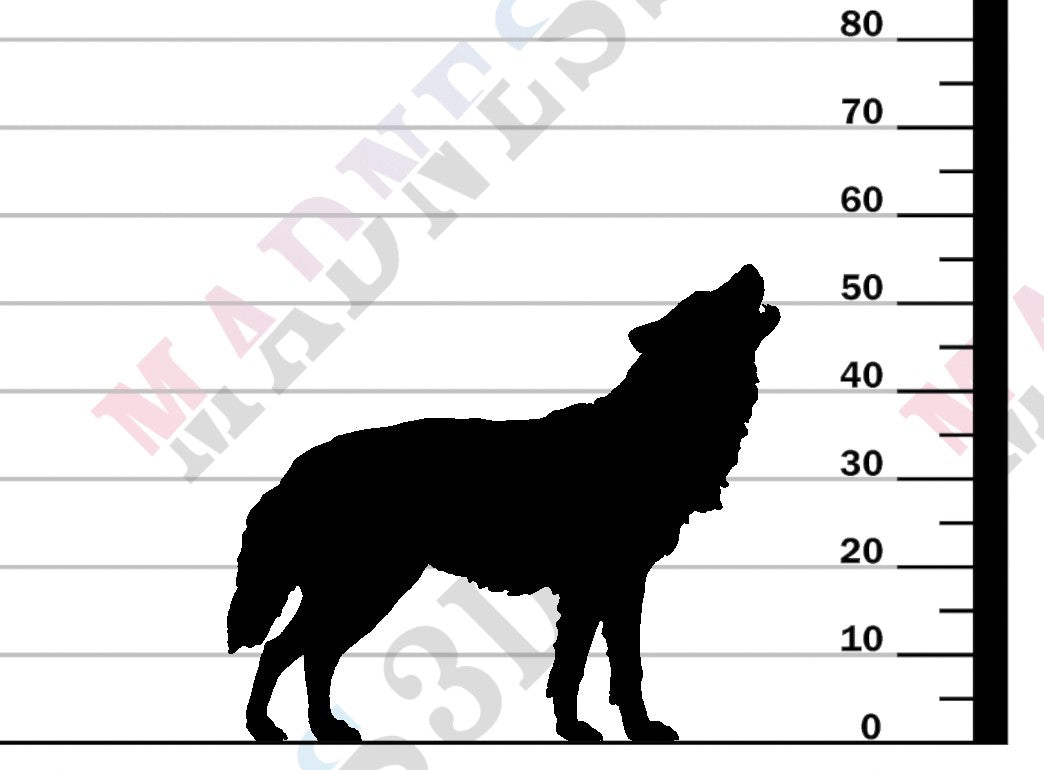 Grey Wolf Howl - 1-24