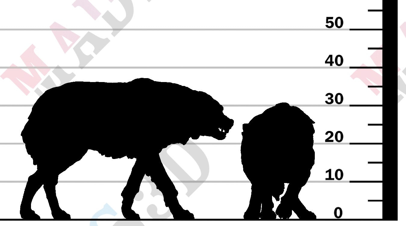 Grey Wolves - Aggressive - 1-24