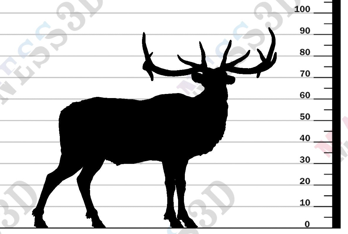 Rocky Mountain Elk - Bugle - 1-24