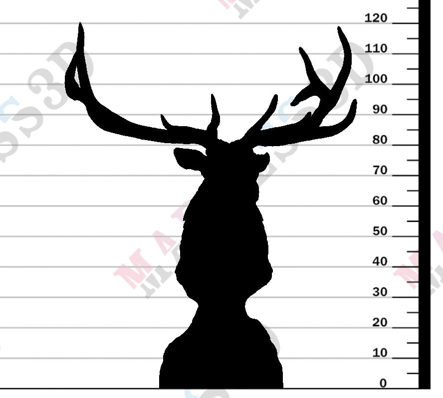 Rocky Mountain Elk - Bust - 1-16
