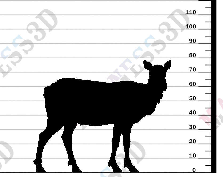 Rocky Mountain Elk - Cow - 1-24