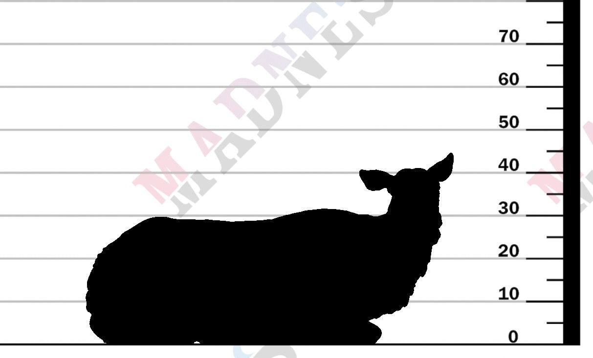 Rocky Mountain Elk - Cow Lying - 1-24