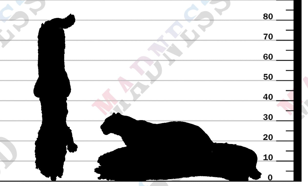 Amur Leopard on Tree