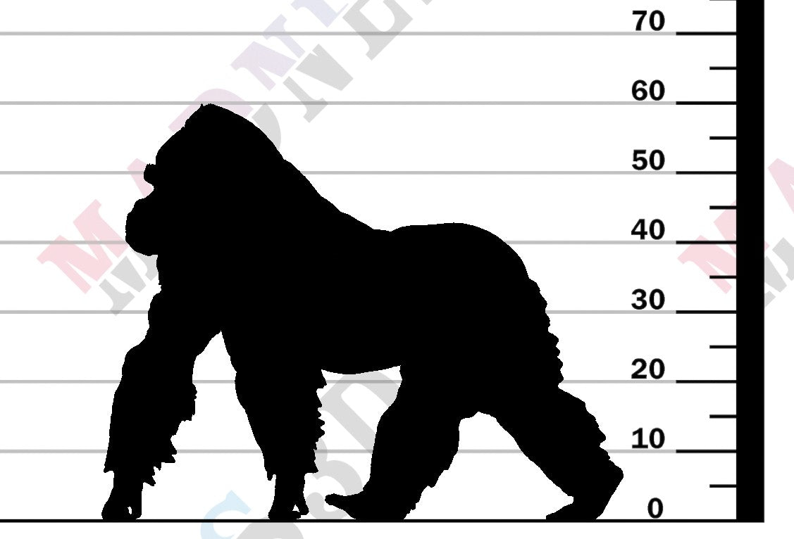 Grauers Gorilla Silverback