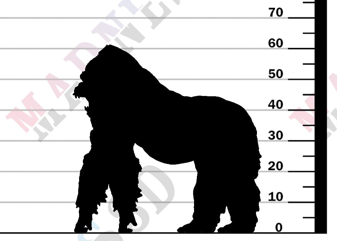 Grauers Gorilla Silverback Aggressive