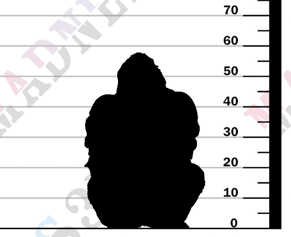 Grauers Gorilla Sitting