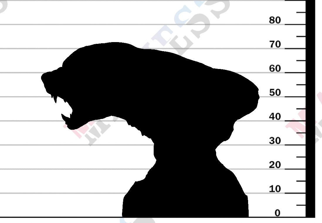 Honey Badger Bust 1:4