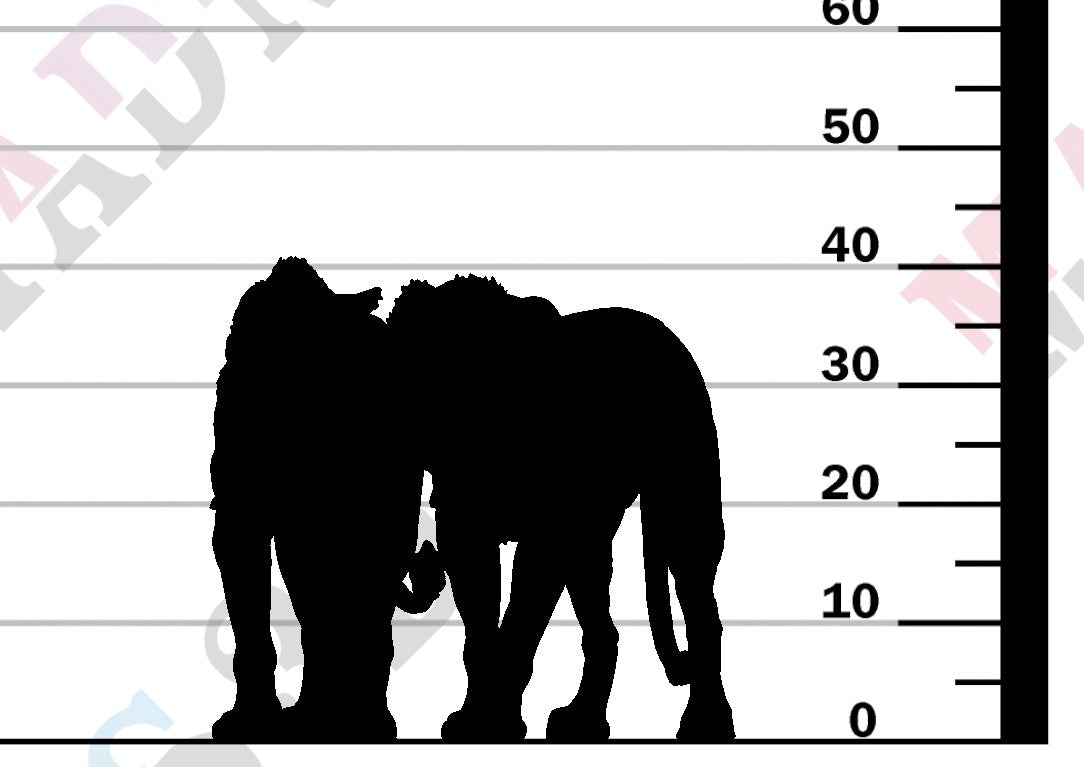 Lion Subadult - Cuddle - 1:24