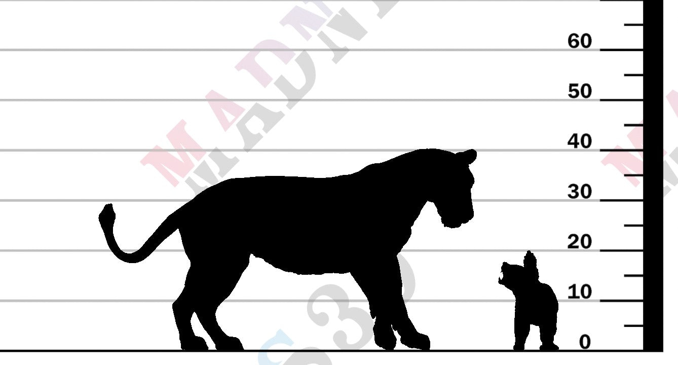 Honey Badger vs Lioness 1:24