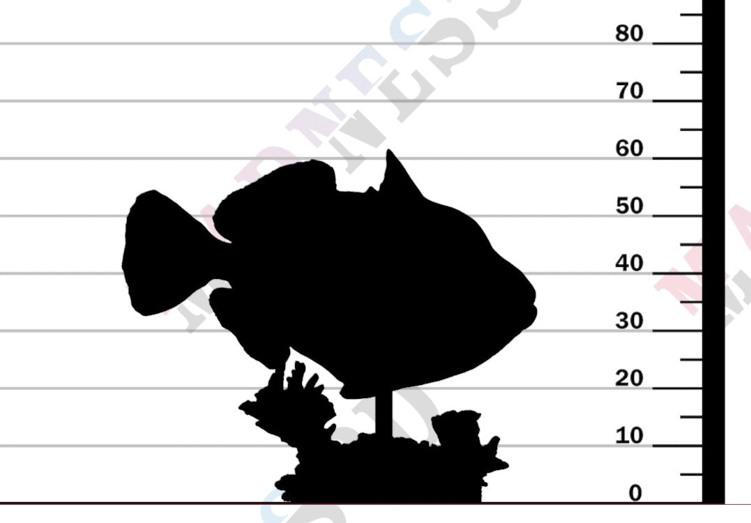 Clown Triggerfish 1-6