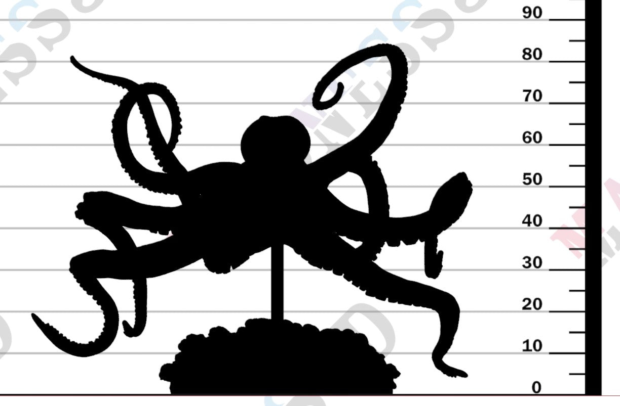 Day Octopus Swim 1-24