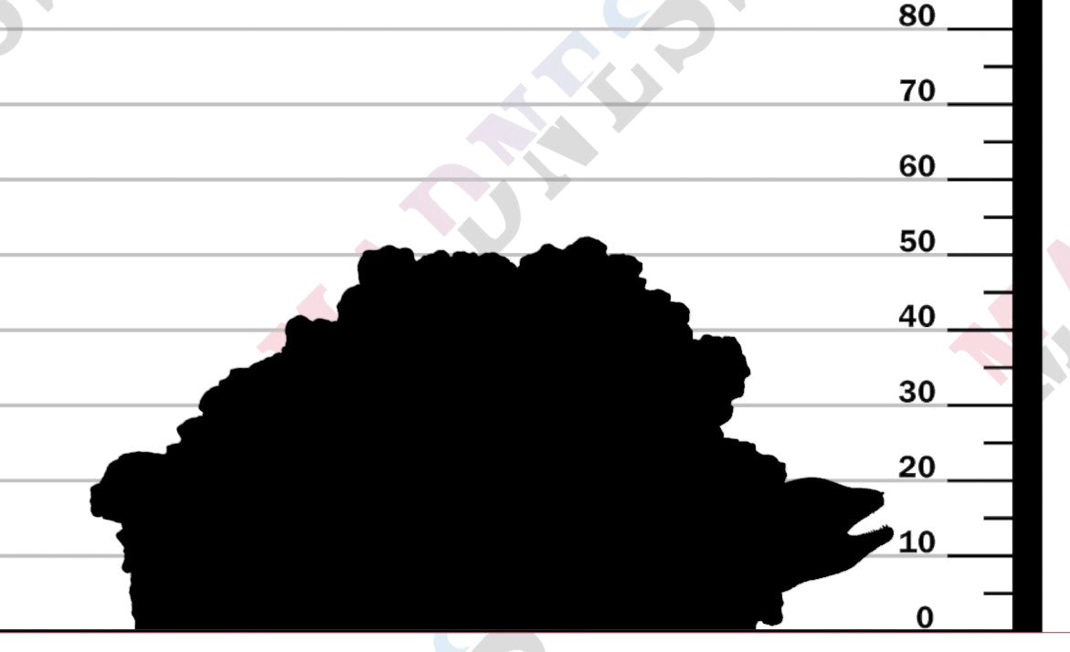 Giant Morray Eel Den 1-24