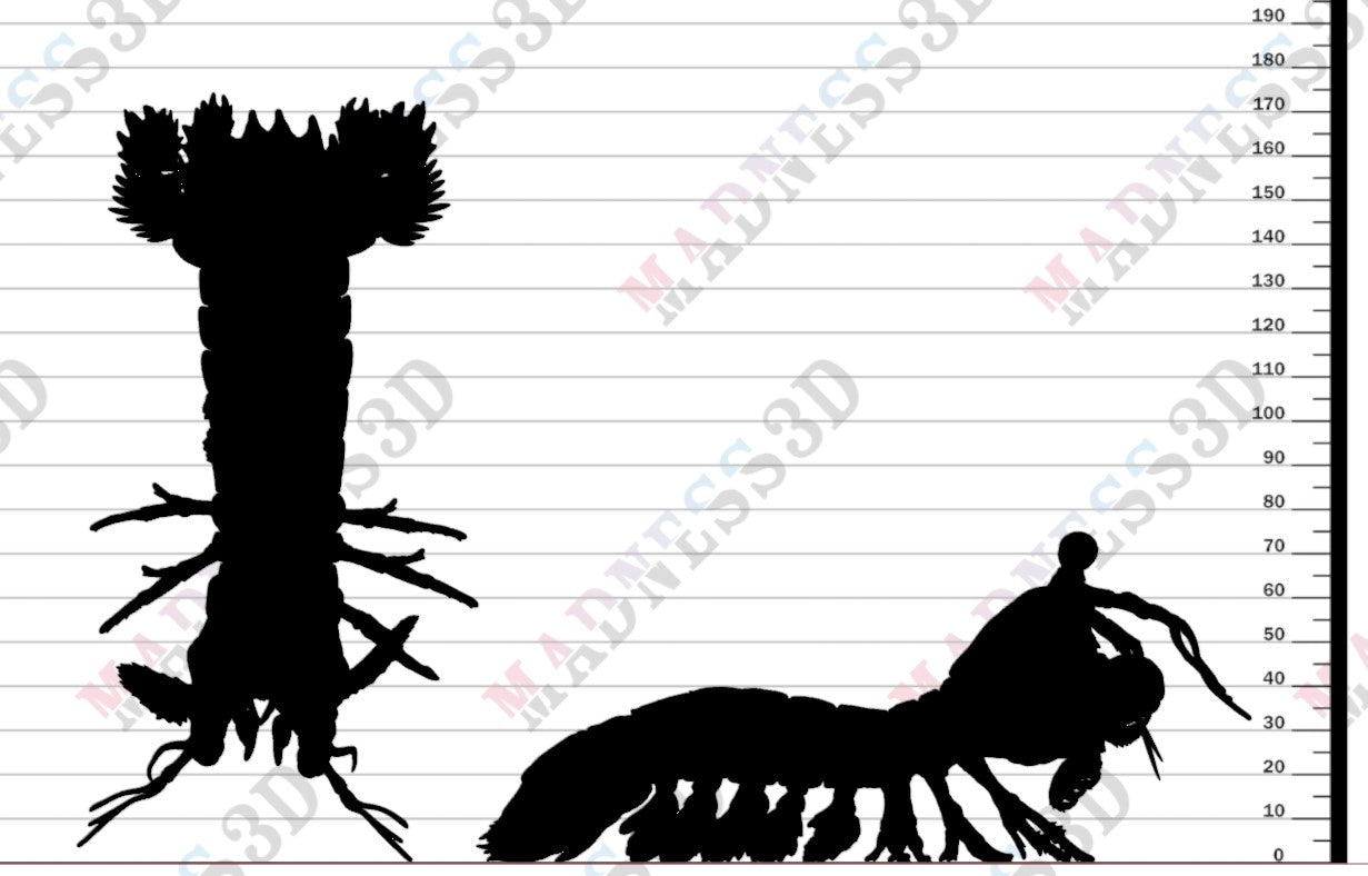 Peacock Mantis Shrimp 1-1