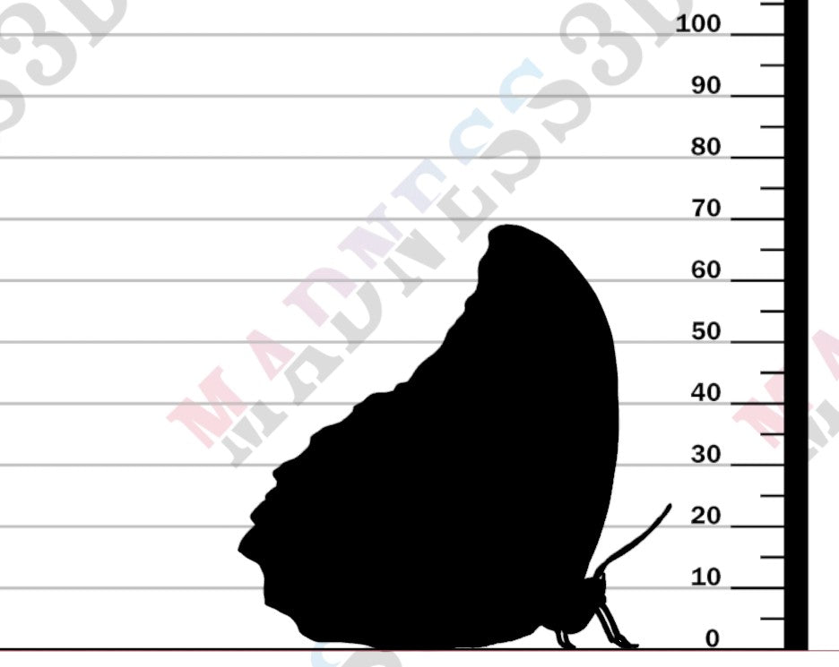 Blue Morpho Butterfly - Closed Wings - 1-1