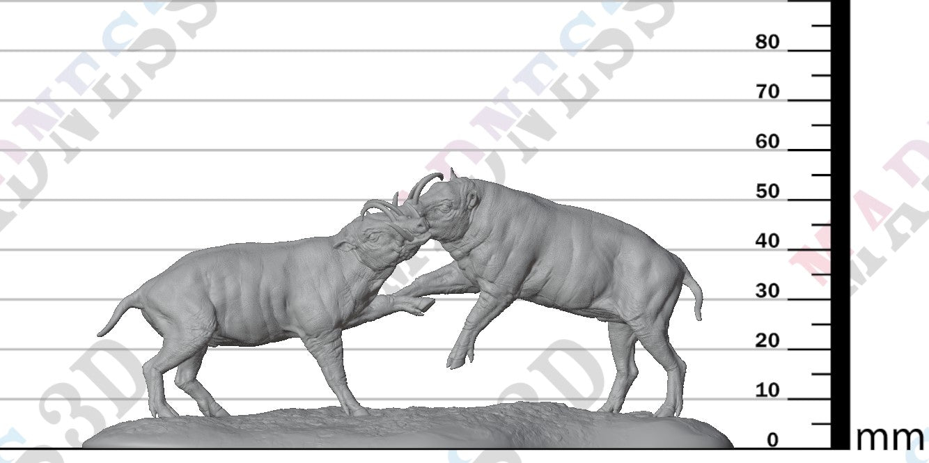 North Sulawesi Barbirusa Boar Fight 1:16