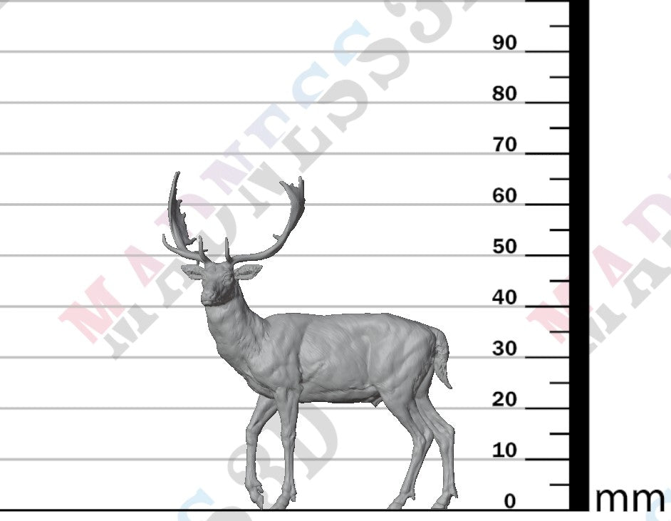 European Fallow Deer 1:24