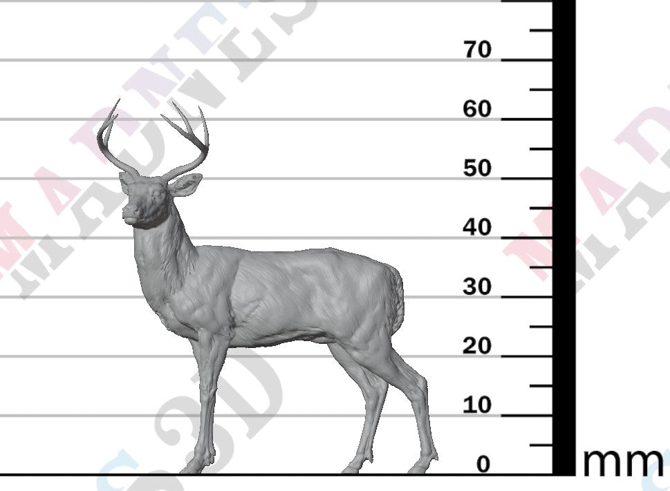 White Tailed Deer 1:24