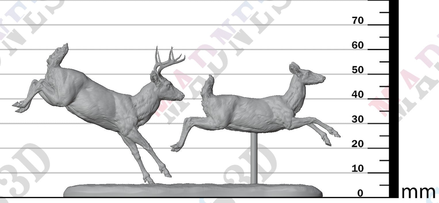 White Tailed Deer Run 1:24