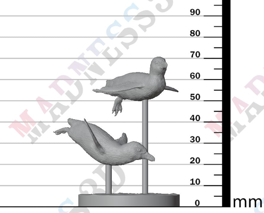 African Penguin Swim 1:16